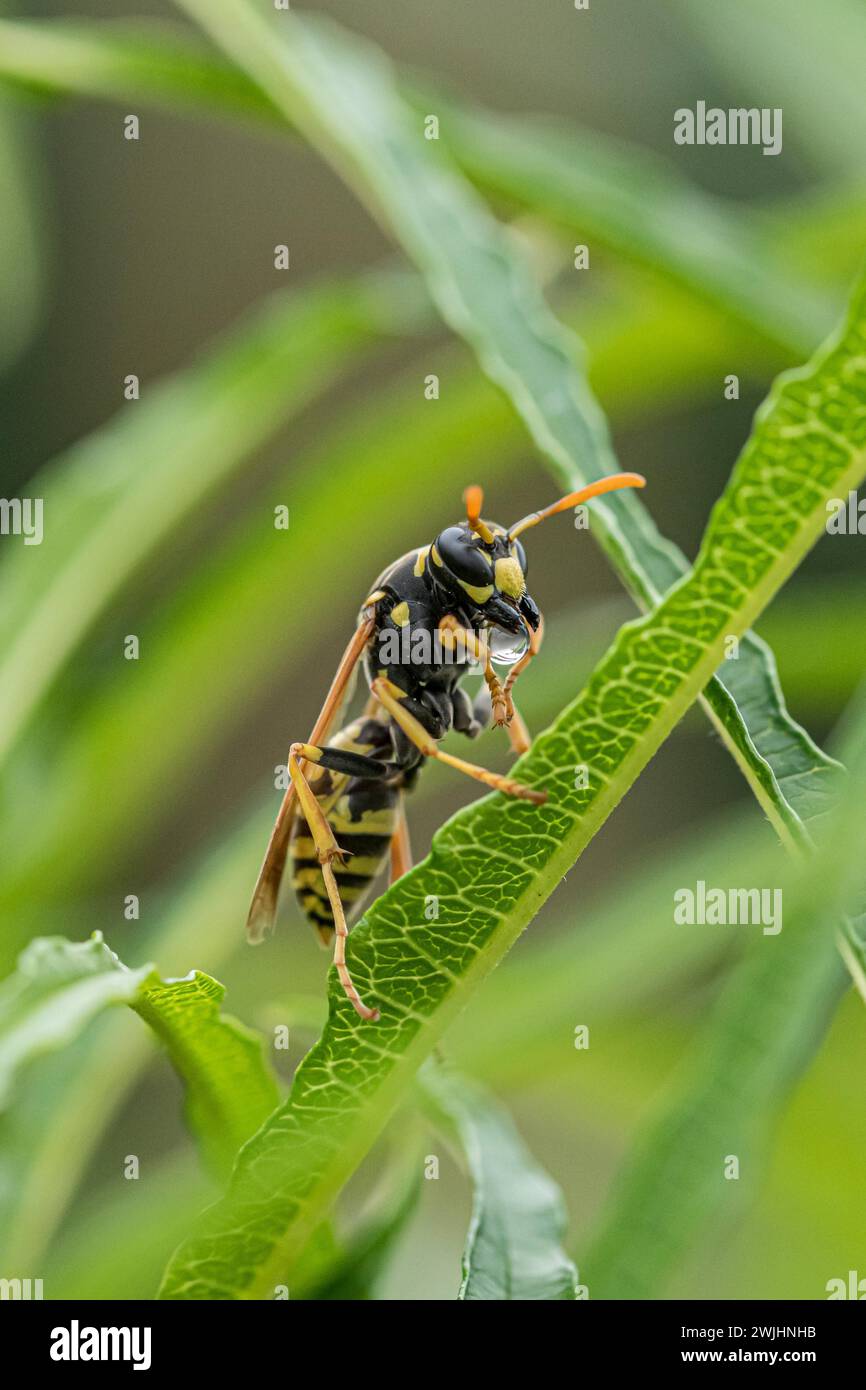 Guêpe gauloise collectant le nectar, guêpe européenne en papier (Polistes dominula), arbre à feuilles caduques colonnaires (Frangula alnus FINE LINE), régurgitation Banque D'Images