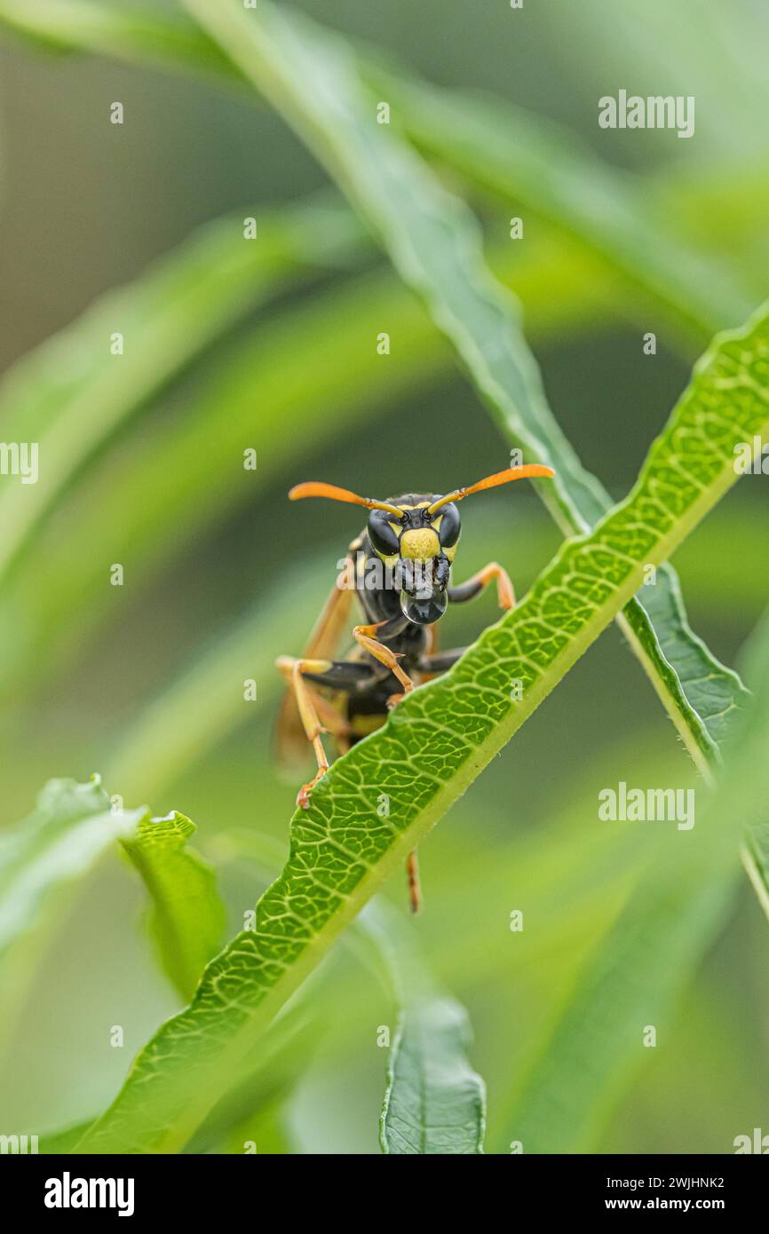 Guêpe gauloise collectant le nectar, guêpe européenne en papier (Polistes dominula), arbre à feuilles caduques colonnaires (Frangula alnus FINE LINE), régurgitation Banque D'Images