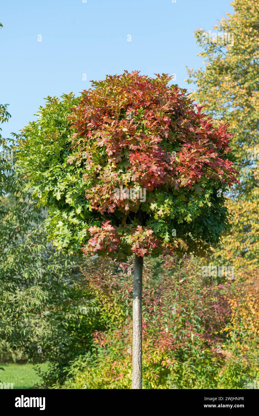 Chêne marécageux (Quercus palustris 'Green Dwarf') Banque D'Images