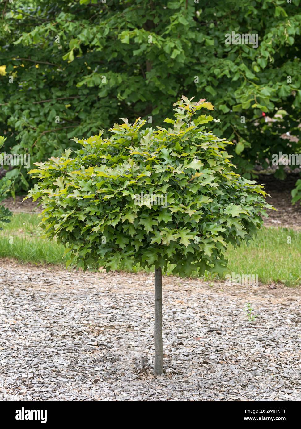 Chêne des marais nains (Quercus palustris 'Green Dwarf') Banque D'Images