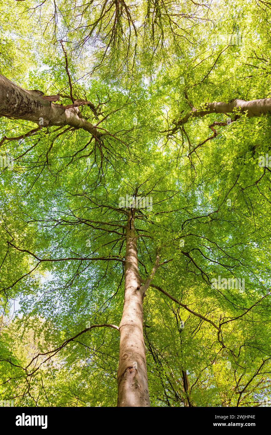 Canopées vertes dans une forêt de hêtres (Fagus sylvatica) par le bas au printemps Banque D'Images