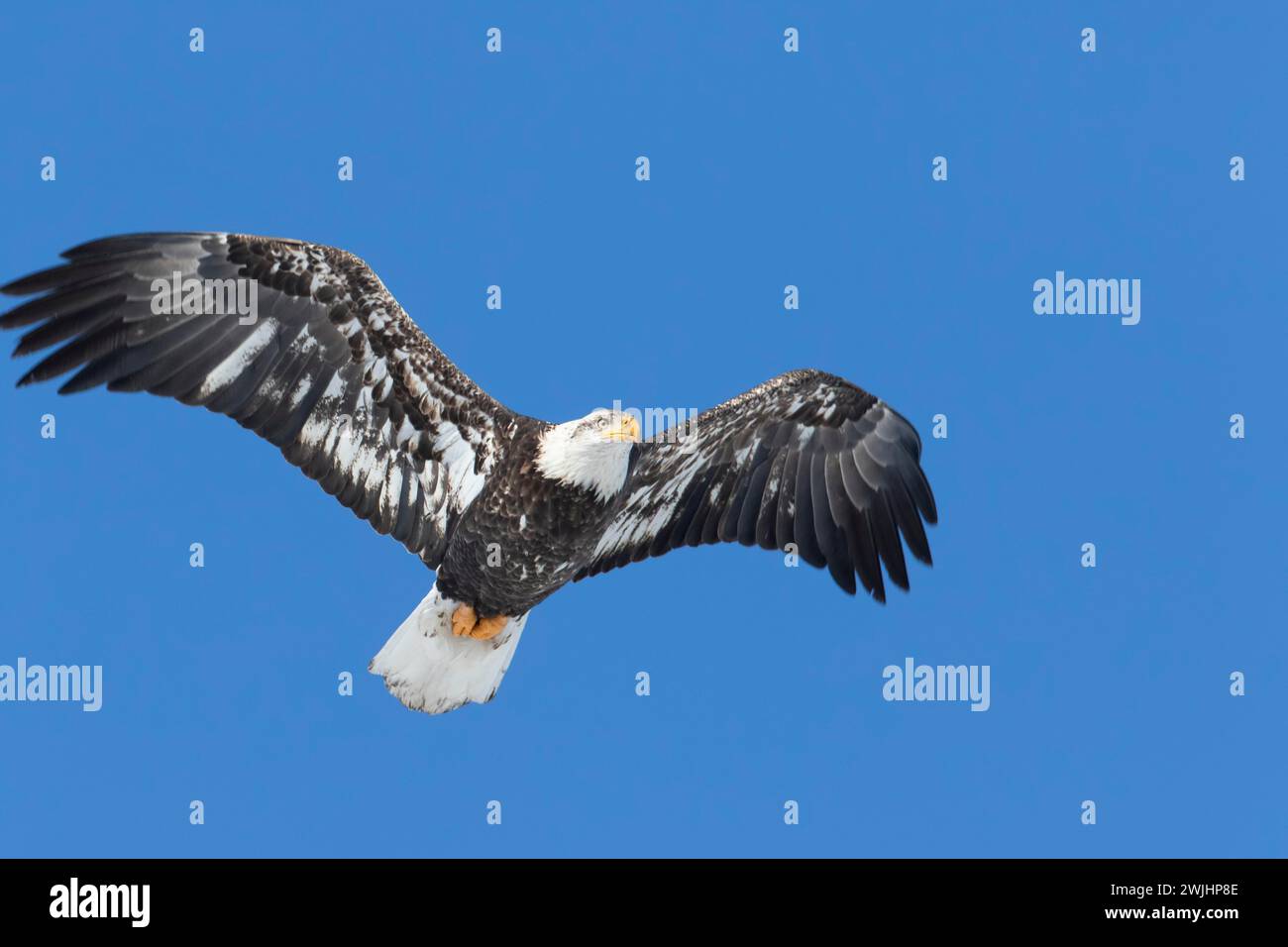 Aigle chauve juvénile (Haliaeetus leucocephalus) volant sous un ciel bleu. Région de Lanaudière. Province de Québec. Canada Banque D'Images