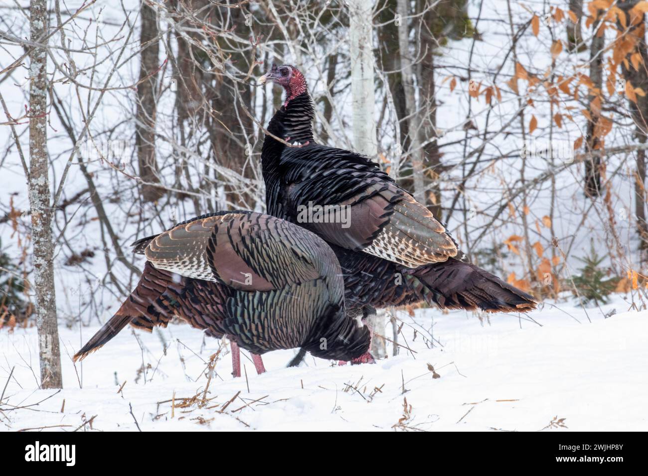 Dindes sauvages (Meleagris gallopavo) se nourrissant ensemble dans un champ de maïs enneigé. Elles mangent les grains tombés pendant la récolte. Région de la Banque D'Images