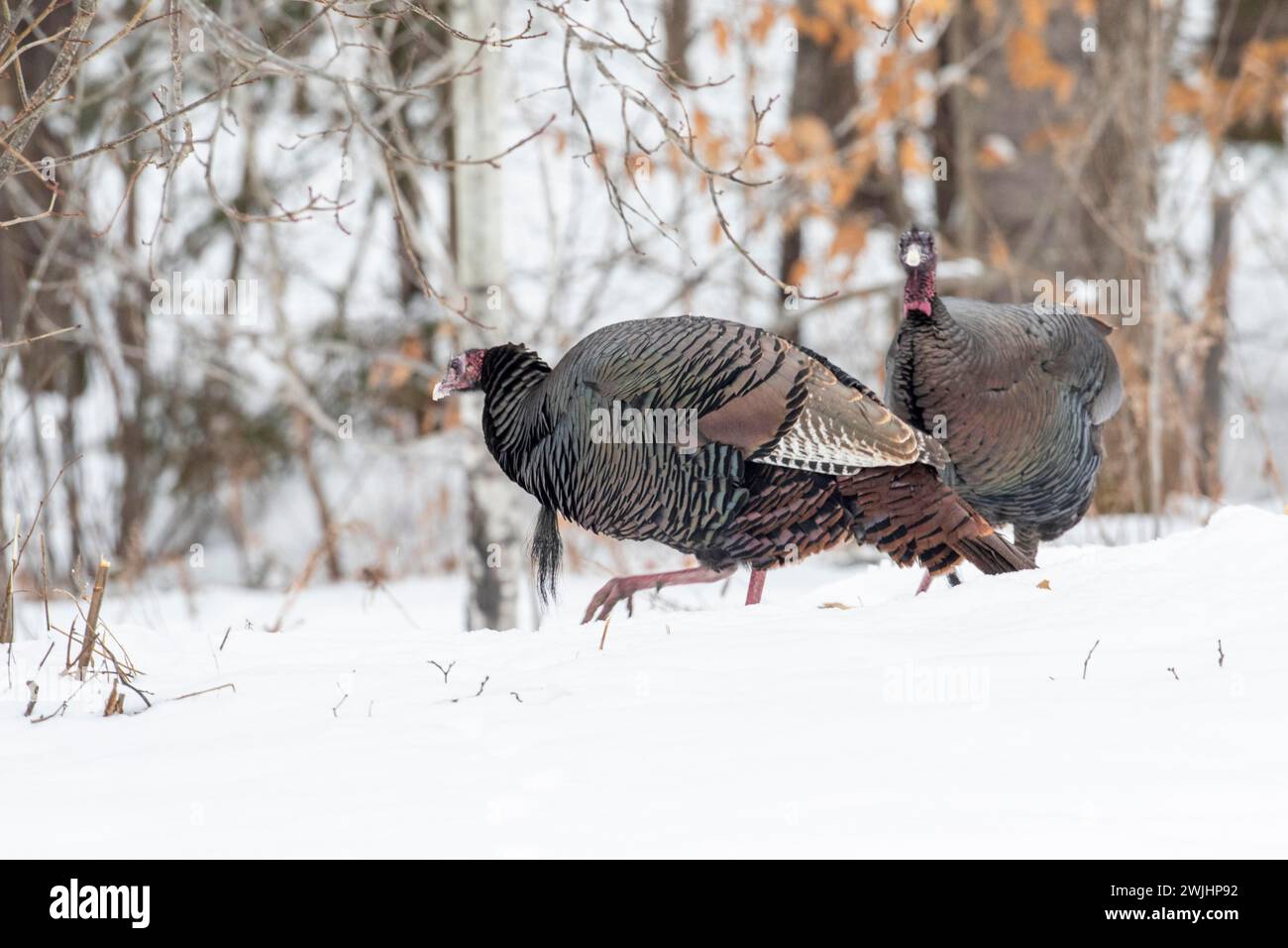 Dindes sauvages (Meleagris gallopavo) se nourrissant ensemble dans un champ de maïs enneigé. Elles mangent les grains tombés pendant la récolte. Région de la Banque D'Images