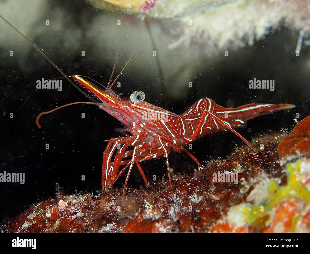 Crevettes à dos de chameau (Rhynchocinetes durnbanensis), site de plongée de House Reef, mangrove Bay, El Quesir, Mer Rouge, Égypte Banque D'Images