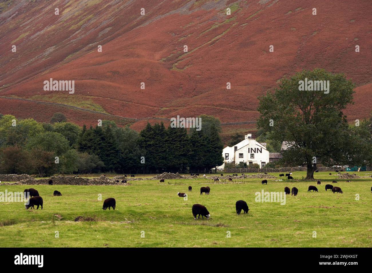 Lake District/ Wasdale Head Inn, avec troupeau de moutons qui paissent dans la vallée de Wasdale. Banque D'Images