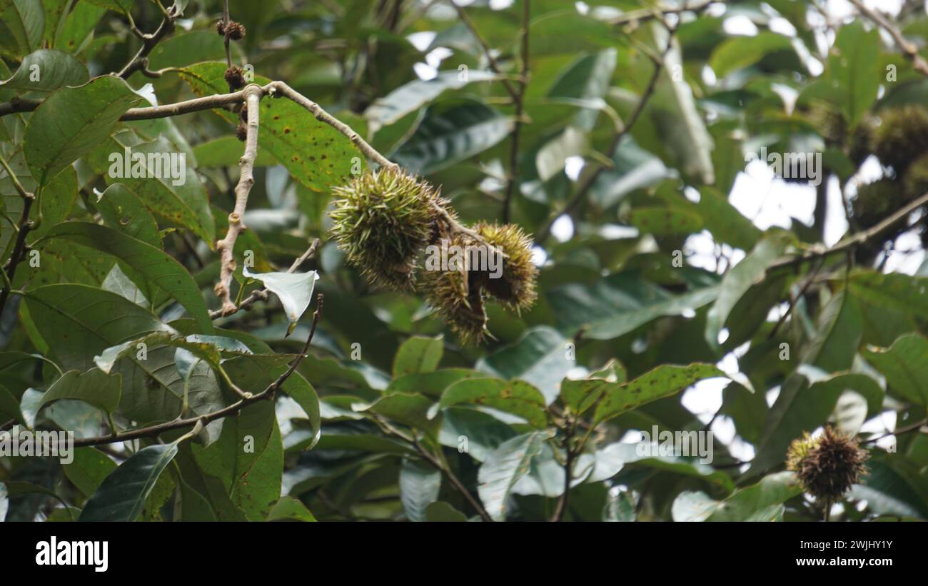 Castanea mollissima (châtaigne chinoise, sarangan, berangan, Saninten, Castanopsis argentea, rambutan hutan). Les noix sont comestibles Banque D'Images