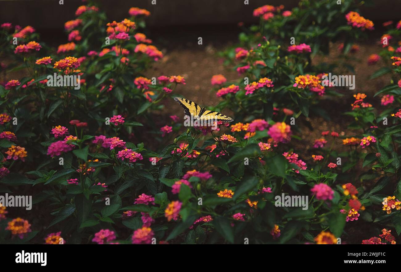 Un boisseau luxuriant de fleurs tropicales de camara lantana avec le papillon d'État de Caroline du Nord, le Eastern Tiger Swallowtail, reposant sur eux. Banque D'Images