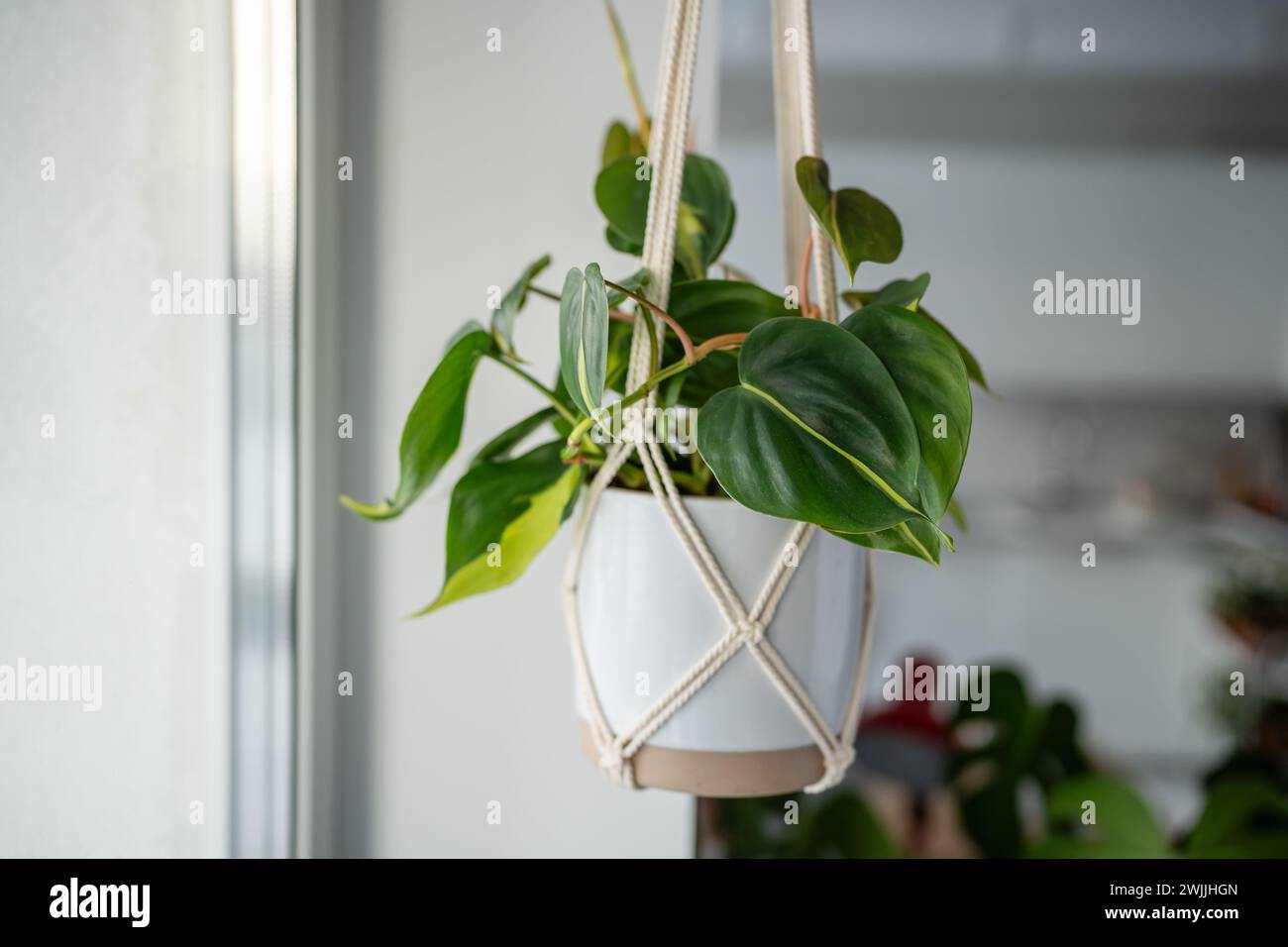 Plantez Philodendron Hederaceum Brasil dans un pot en céramique suspendu à un macramé de coton à la maison. Banque D'Images