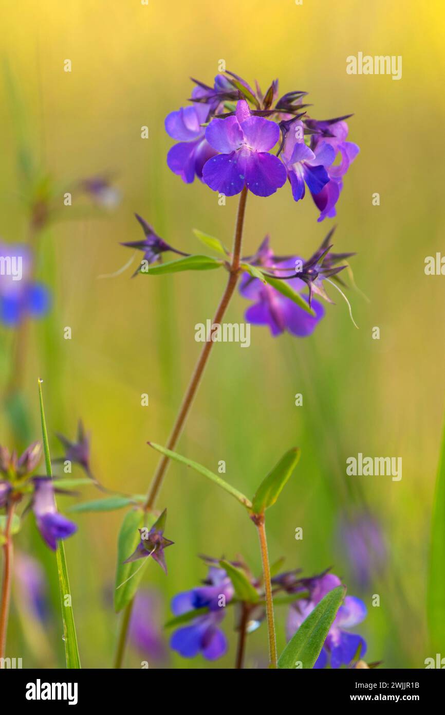 Mary aux yeux bleus (Collinsia grandiflora), zone naturelle de Camassia, West Linn, Oregon Banque D'Images