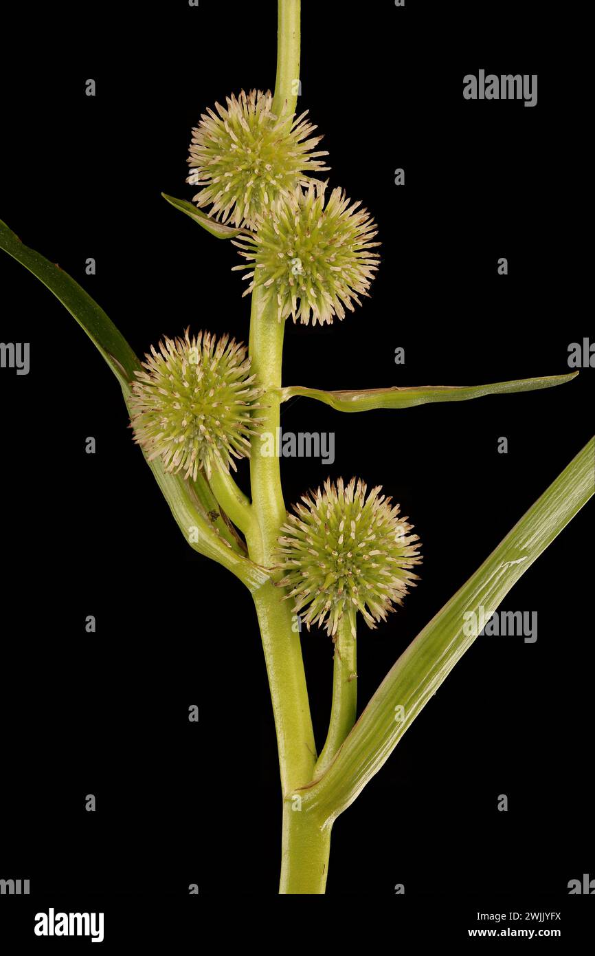 Bur-Reed non ramifié (Sparganium emersum). Fleurs Pistillate Heads en gros plan Banque D'Images