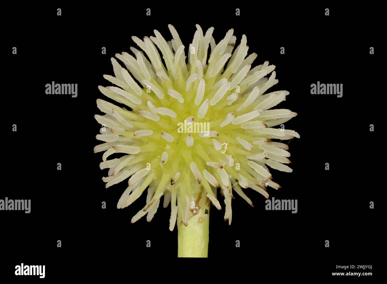 Bur-Reed non ramifié (Sparganium emersum). Flowering Pistillate Head en gros plan Banque D'Images