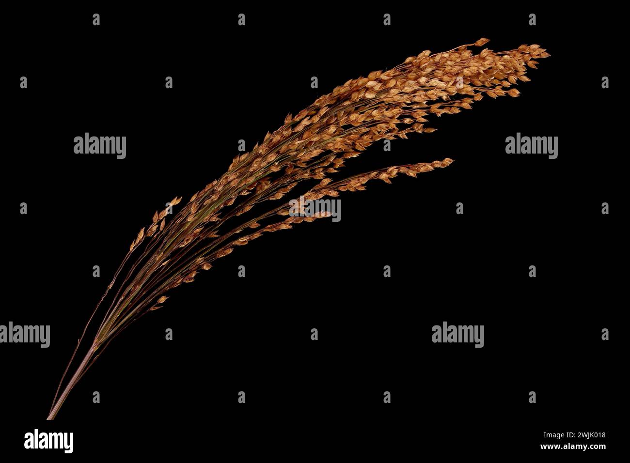 Millet commun (Panicum miliaceum). Inflorescence mature en gros plan Banque D'Images