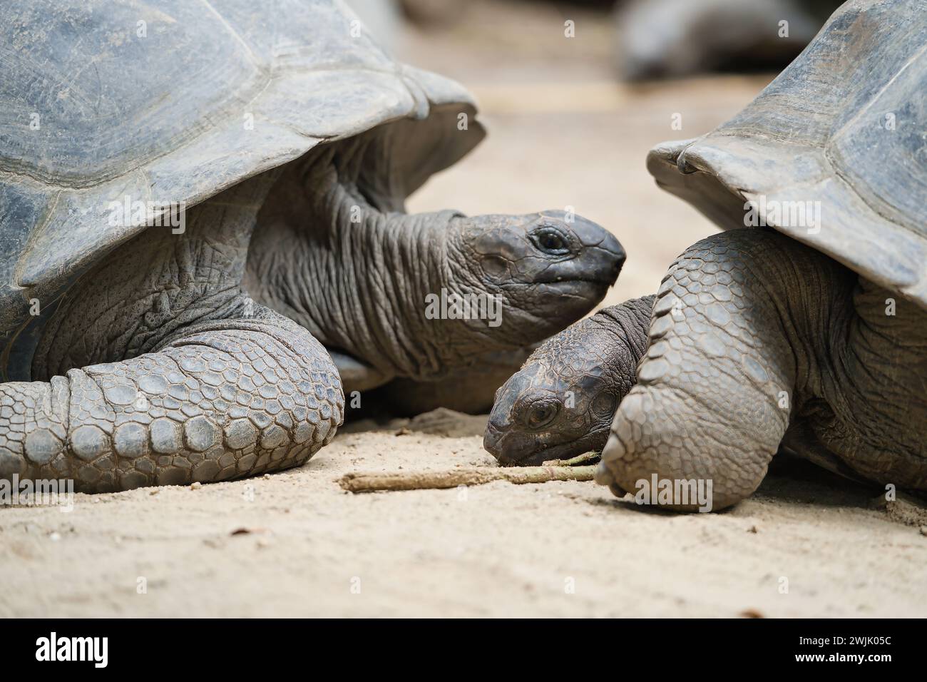Gros plan du géant terrestre d'Aldabra de 2 tortues couchées dans le sol à l'intérieur du jardin botanique, Mahé, Seychelles Banque D'Images