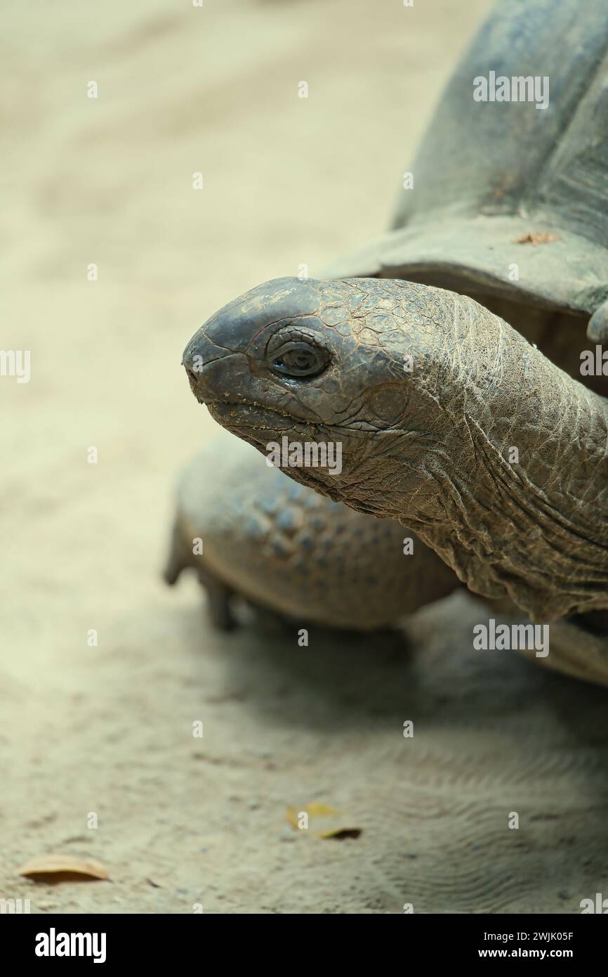 Gros plan de la tortue géante de la terre d'Aldabra à l'intérieur du jardin botanique, Mahé, Seychelles Banque D'Images