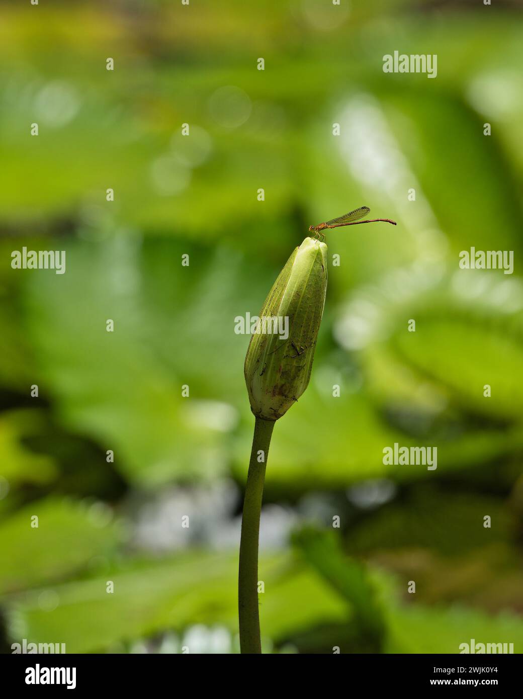 Libellule unique sur le bourgeon de fleur de nénuphar à l'intérieur du jardin botanique, Mahé, Seychelles Banque D'Images