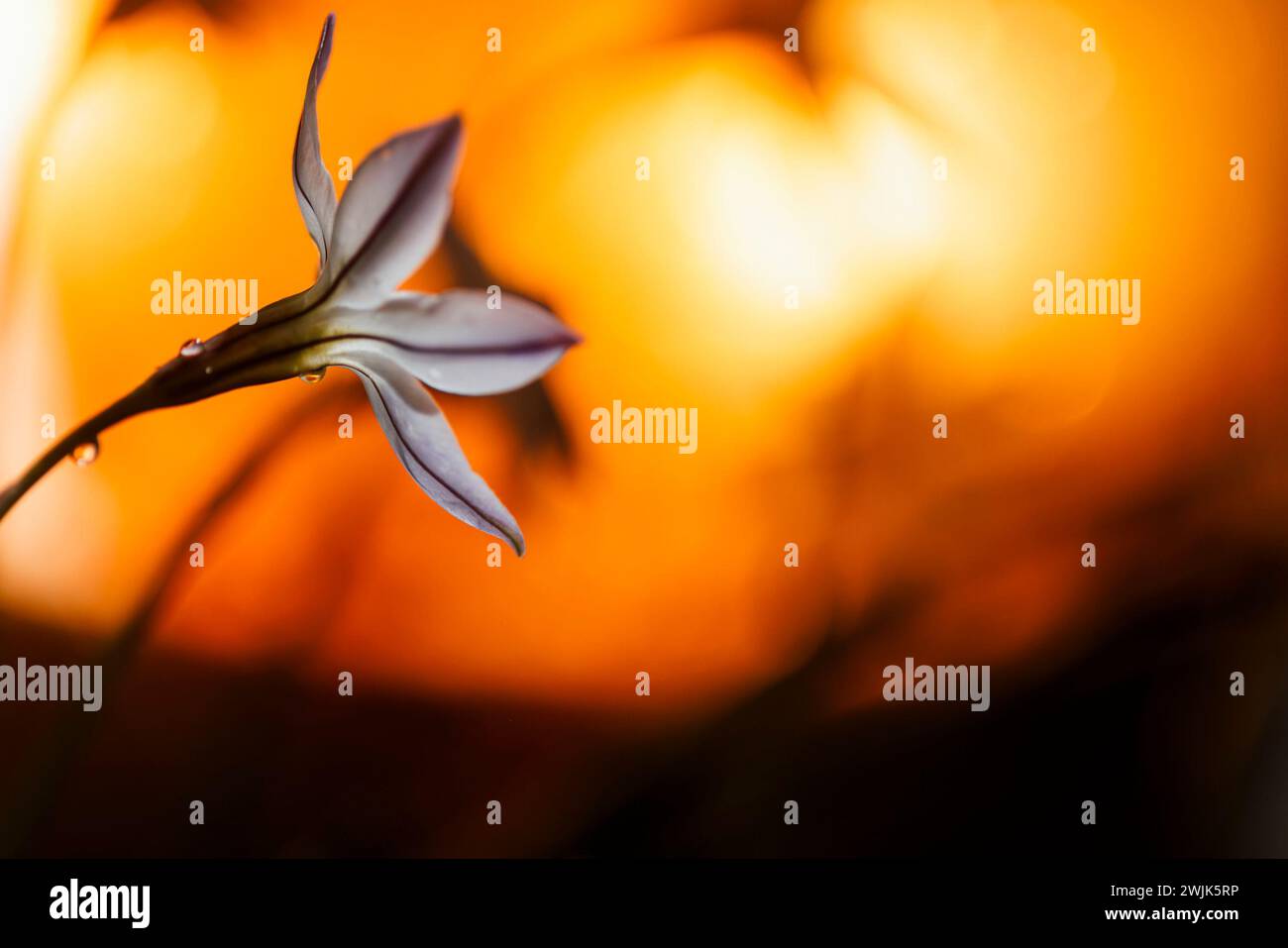 Une fleur éclatante d'Ipheion uniflorum sur un fond orange doux et flou Banque D'Images