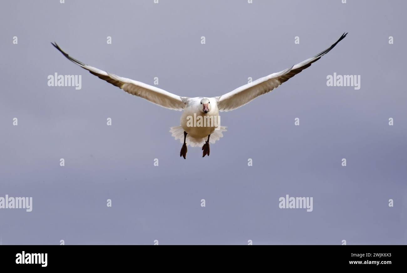 une oie des neiges venant débarquer sur un champ de maïs dans son habitat d'hiver du refuge faunique de l'état de bernardo près de socorro, au nouveau mexique Banque D'Images