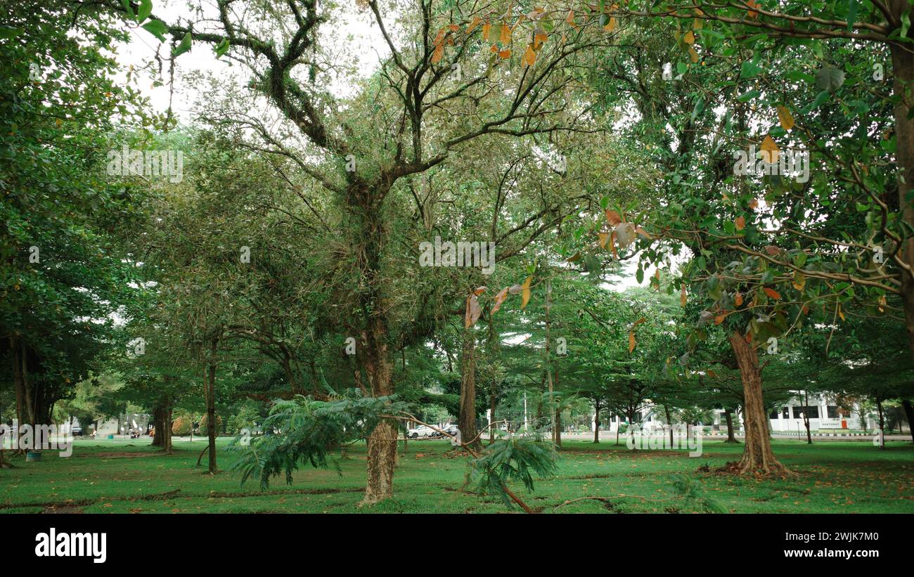 Au cœur de la ville de Medan, la nature prospère au milieu de l'agitation urbaine, offrant des retraites sereines pour les âmes fatiguées. Banque D'Images