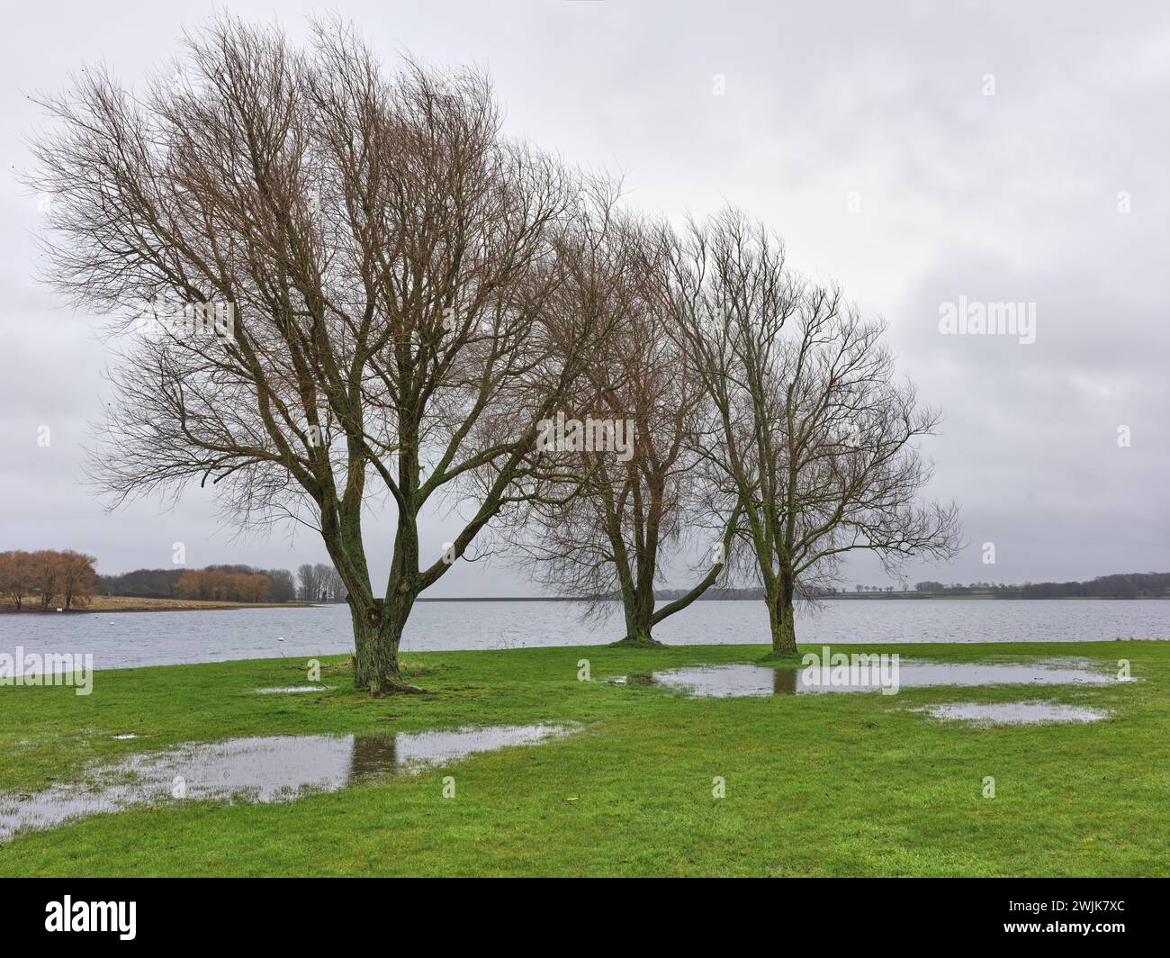 Un trio d'arbres soufflés par le vent lors d'une journée d'hiver humide, pluvieuse, brumeuse sur un lac (réservoir) à Rutland, en Angleterre. Banque D'Images