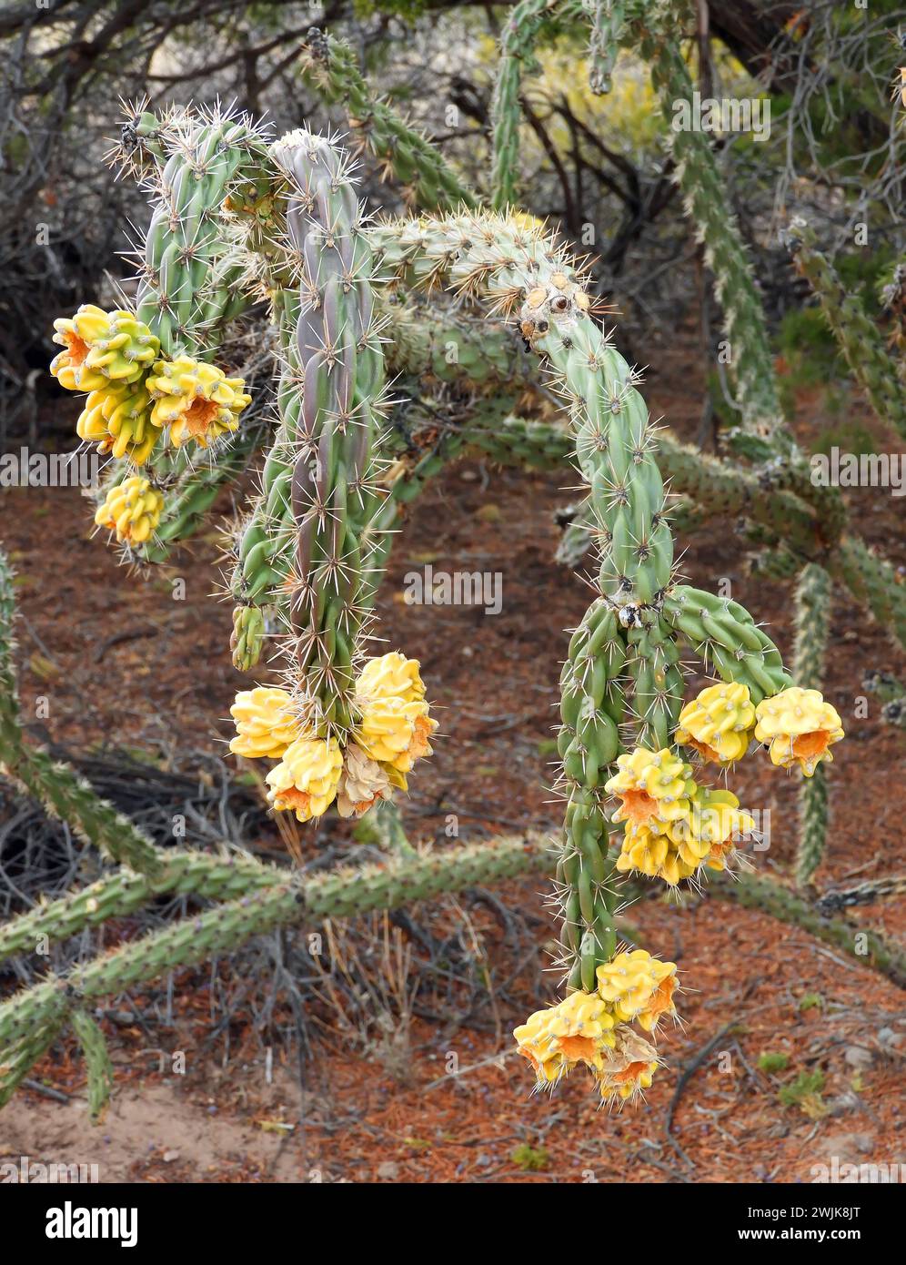 fruit jaune sur une canne cholla cactus le long du sentier en hiver dans la zone de loisirs du canyon de boîte, près de socorro, nouveau mexique Banque D'Images