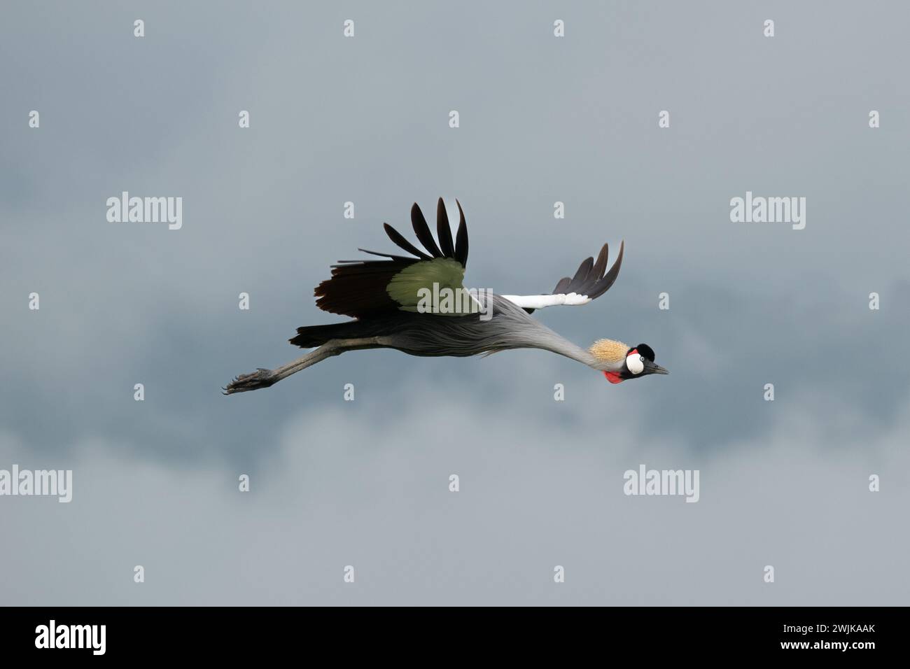 Cigogne planant avec bec ouvert contre le ciel gris Banque D'Images