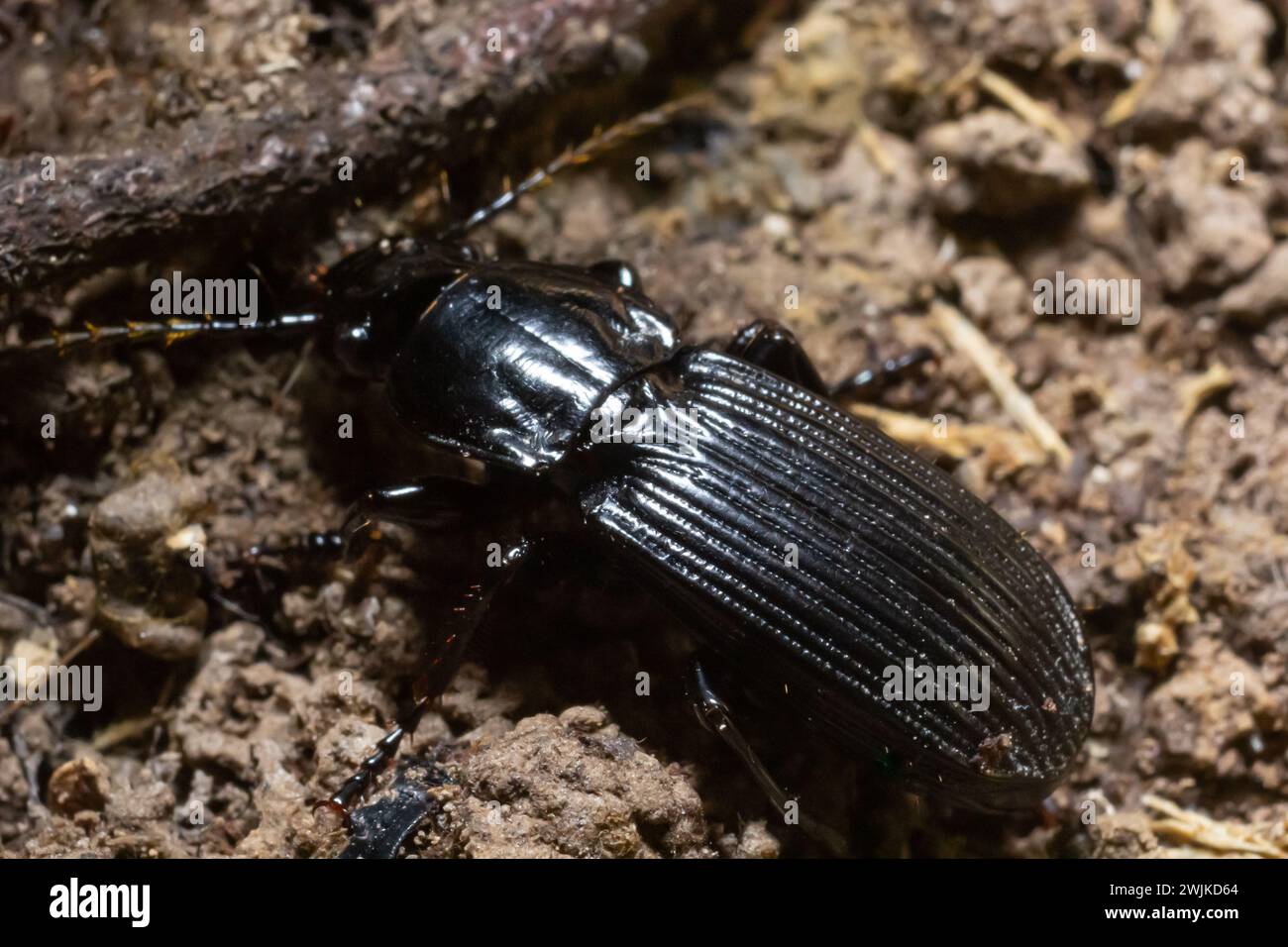 photos macro d'été en europe le coléoptère noir rampant sur le sol forestier. Banque D'Images