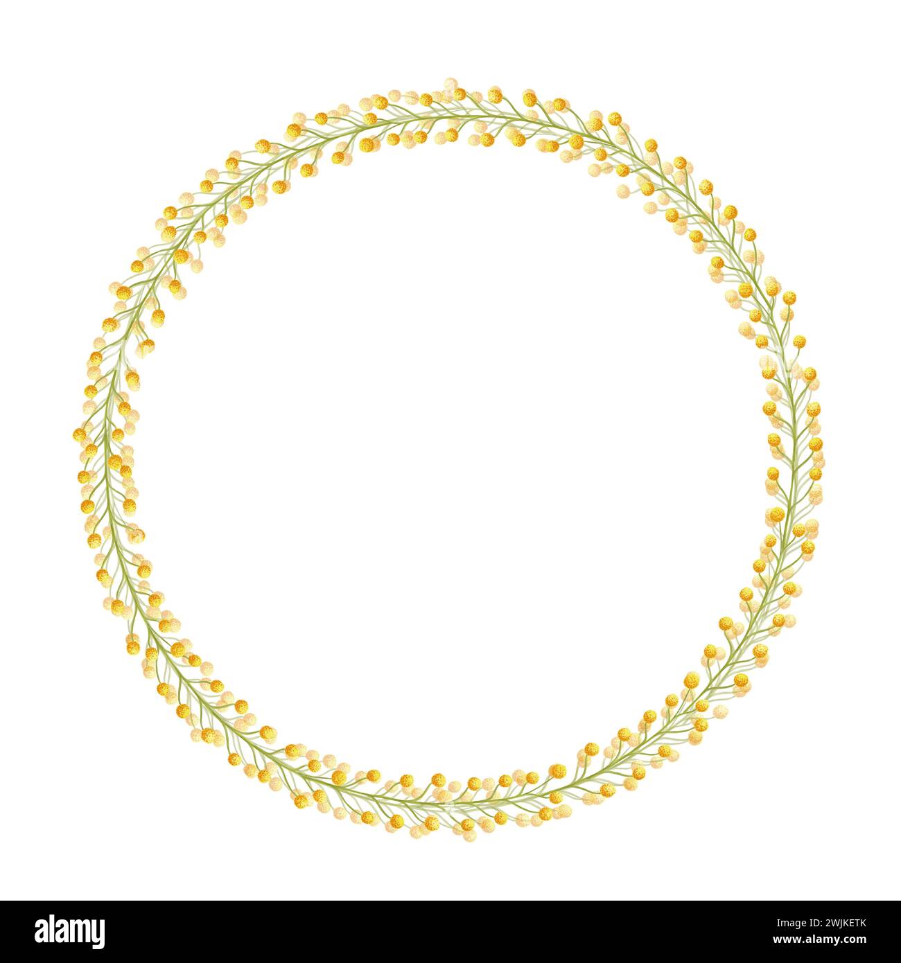 Fleurs de mimosa jaune autour du cadre de couronne. Bordure de fond d'aquarelle avec illustration de fleur dessinée à la main isolé sur blanc pour la conception de carte, impression Banque D'Images