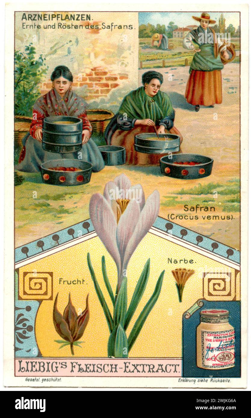 Safran, récolte et torréfaction, représenté sur une image Liebig Crocus sativus, (, ), Safran, Ernte und Rösten, Darstellung auf einem Liebig-Bild Banque D'Images