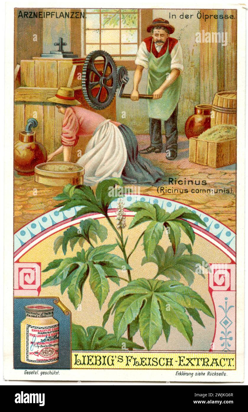 Ricinus communis, le ricin, ou plante à huile de ricin, dans le pressoir, représenté sur une image Liebig Ricinus communis, (, ), Rizinus, in der Ölpresse, Darstellung auf einem Liebig-Bild Banque D'Images