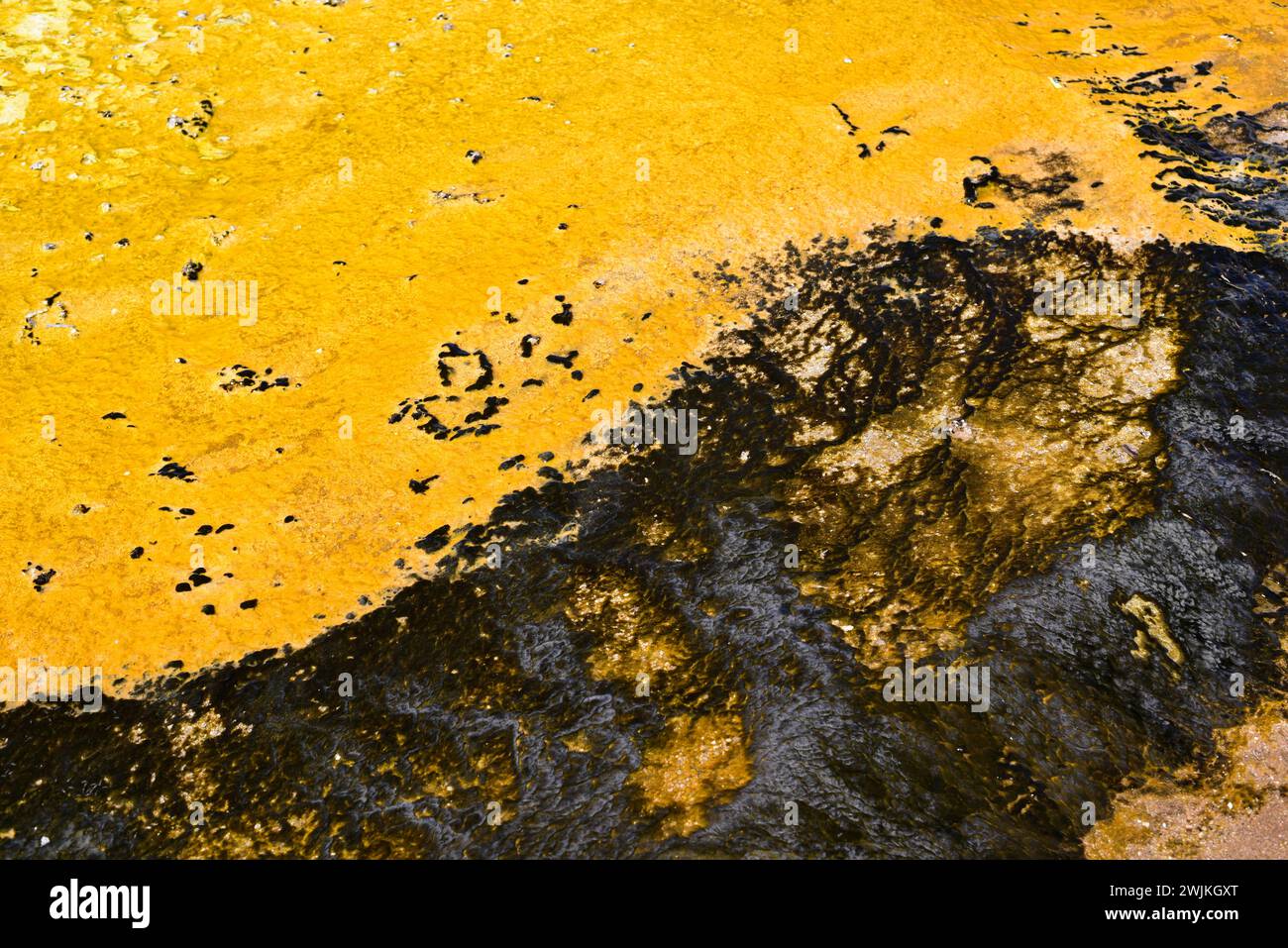 Archaea et cyanobactéries extremophiles sur une eau hydrothermale à Tatio geysers, désert d'Atacama, Chili. Banque D'Images