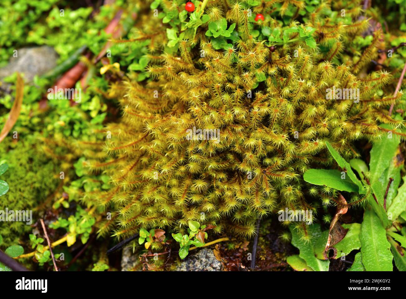 Ptychomnium cygnisetum est un mos natif du sud du Chili. Cette photo a été prise dans la région du lac de Llanquihue, région de los Lagos, au Chili. Banque D'Images