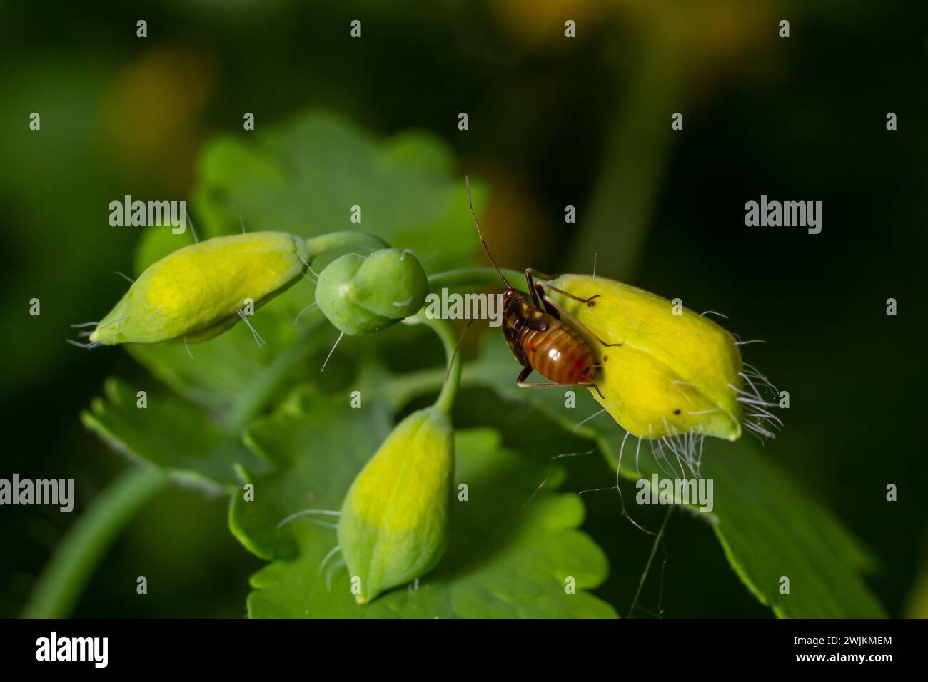 Gros plan sélectif sur une plante mirid à pois rouges, Deraeocoris ruber, assise sur une feuille dans le jardin contre un fond vert. Banque D'Images