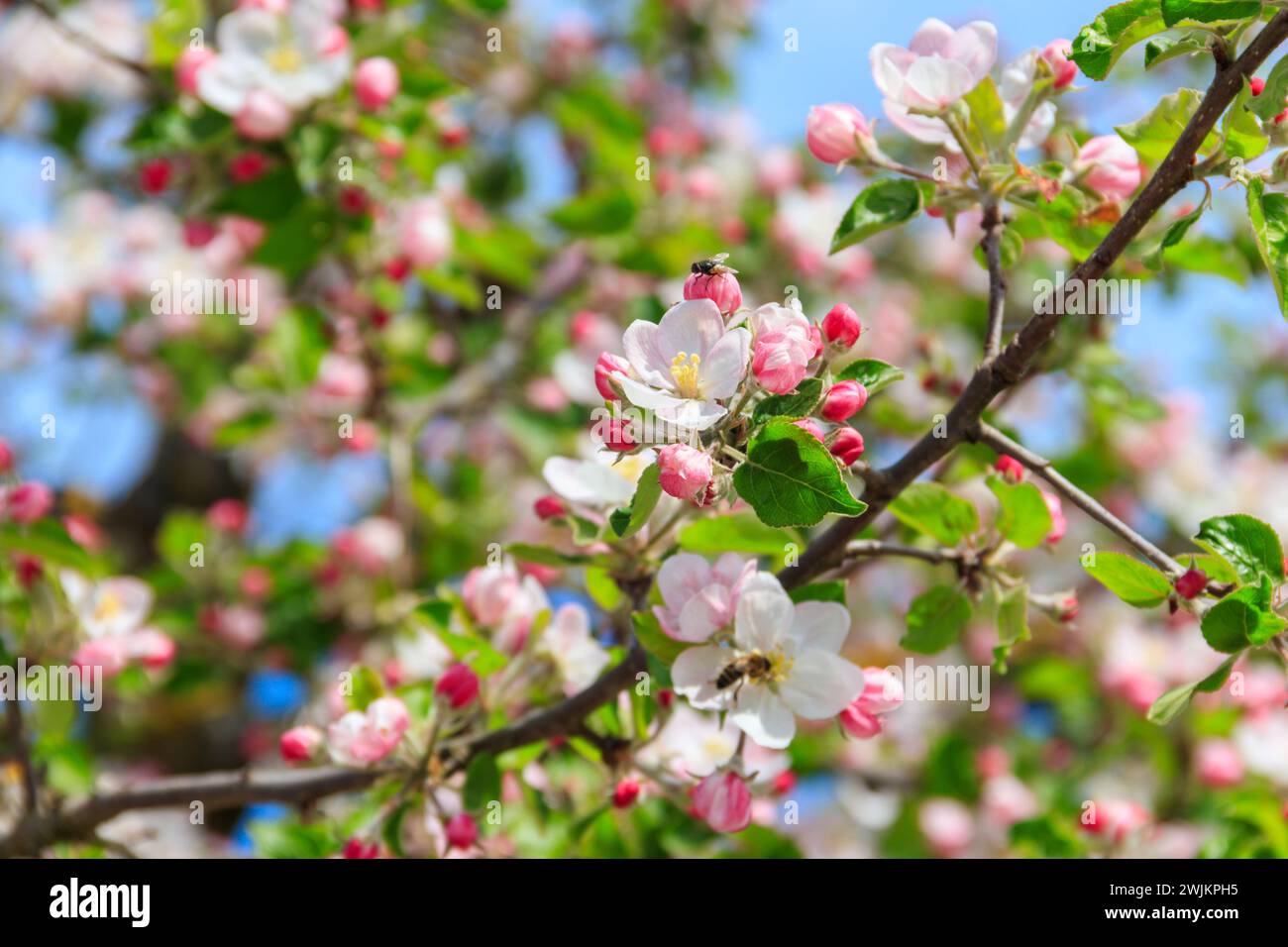 Fleur blanche de pommier au printemps Banque D'Images