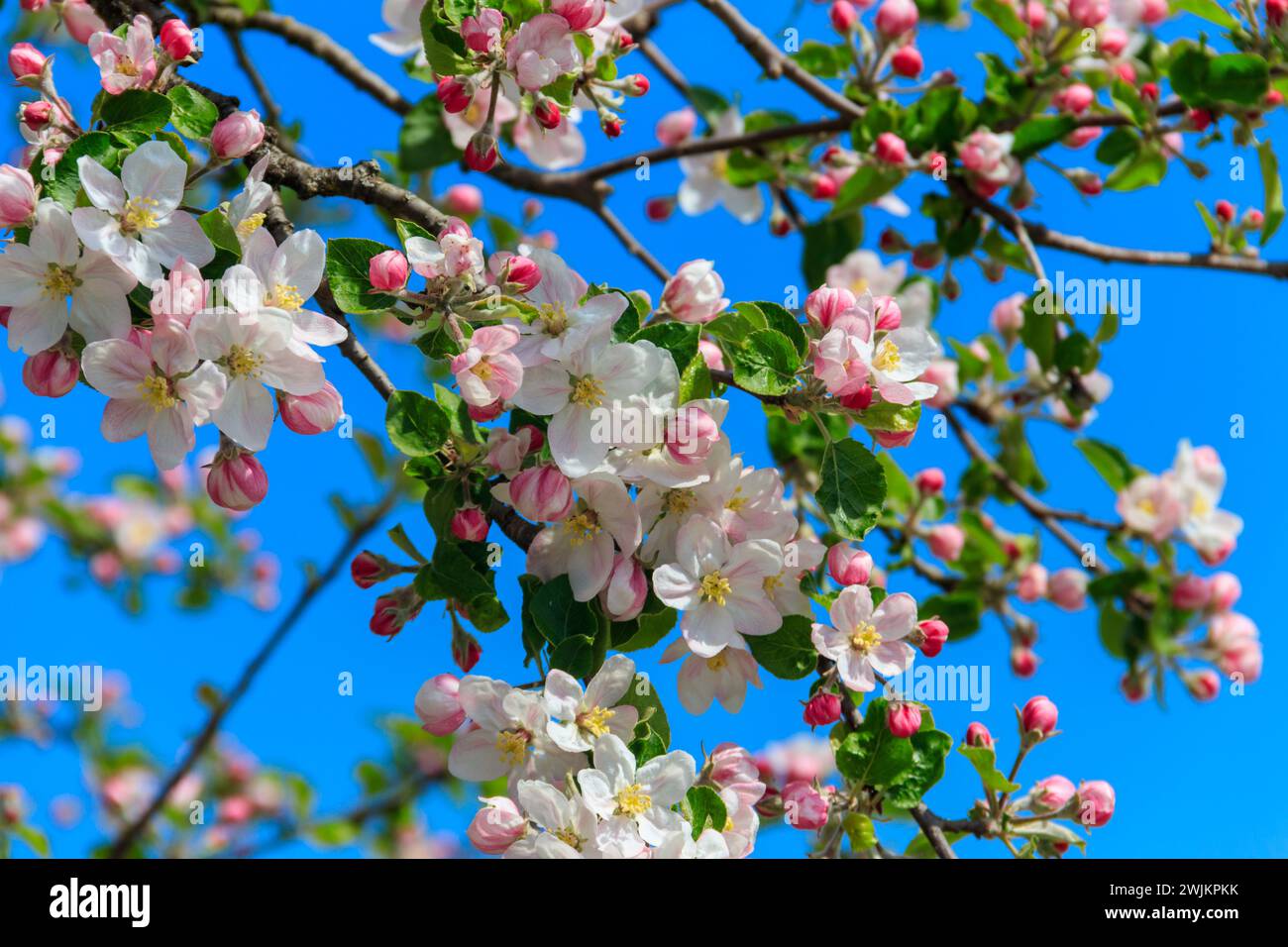 Fleur blanche de pommier au printemps Banque D'Images