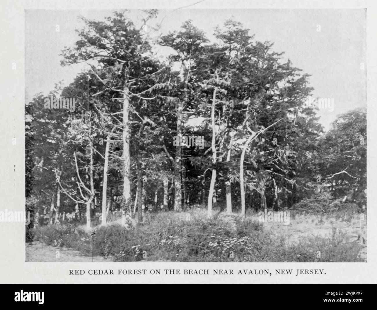 FORÊT DE CÈDRES ROUGES SUR LA PLAGE PRÈS D'AVALON, NEW JERSEY. De l'article LE CONTRÔLE ET LA FIXATION DES SABLES MOBILES. Par John Gifford. Tiré de l'Engineering Magazine consacré au progrès industriel volume XIV octobre 1897 - mars 1898 The Engineering Magazine Co Banque D'Images
