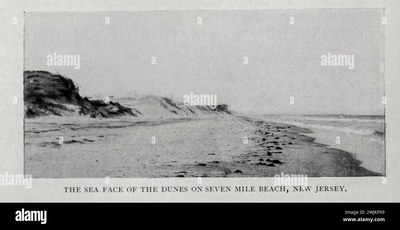 The Sea face of the Dunes on Seven Mile Beach, NEW JERSEY extrait de l'article LE CONTRÔLE ET LA FIXATION DES SABLES MOBILES. Par John Gifford. Tiré de l'Engineering Magazine consacré au progrès industriel volume XIV octobre 1897 - mars 1898 The Engineering Magazine Co Banque D'Images