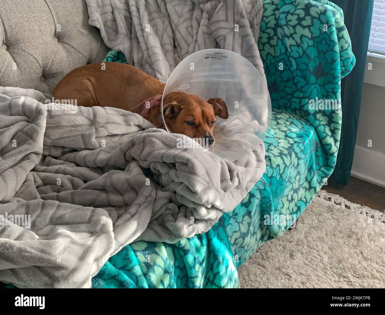 Sleepy Puppy guérison après chirurgie Banque D'Images