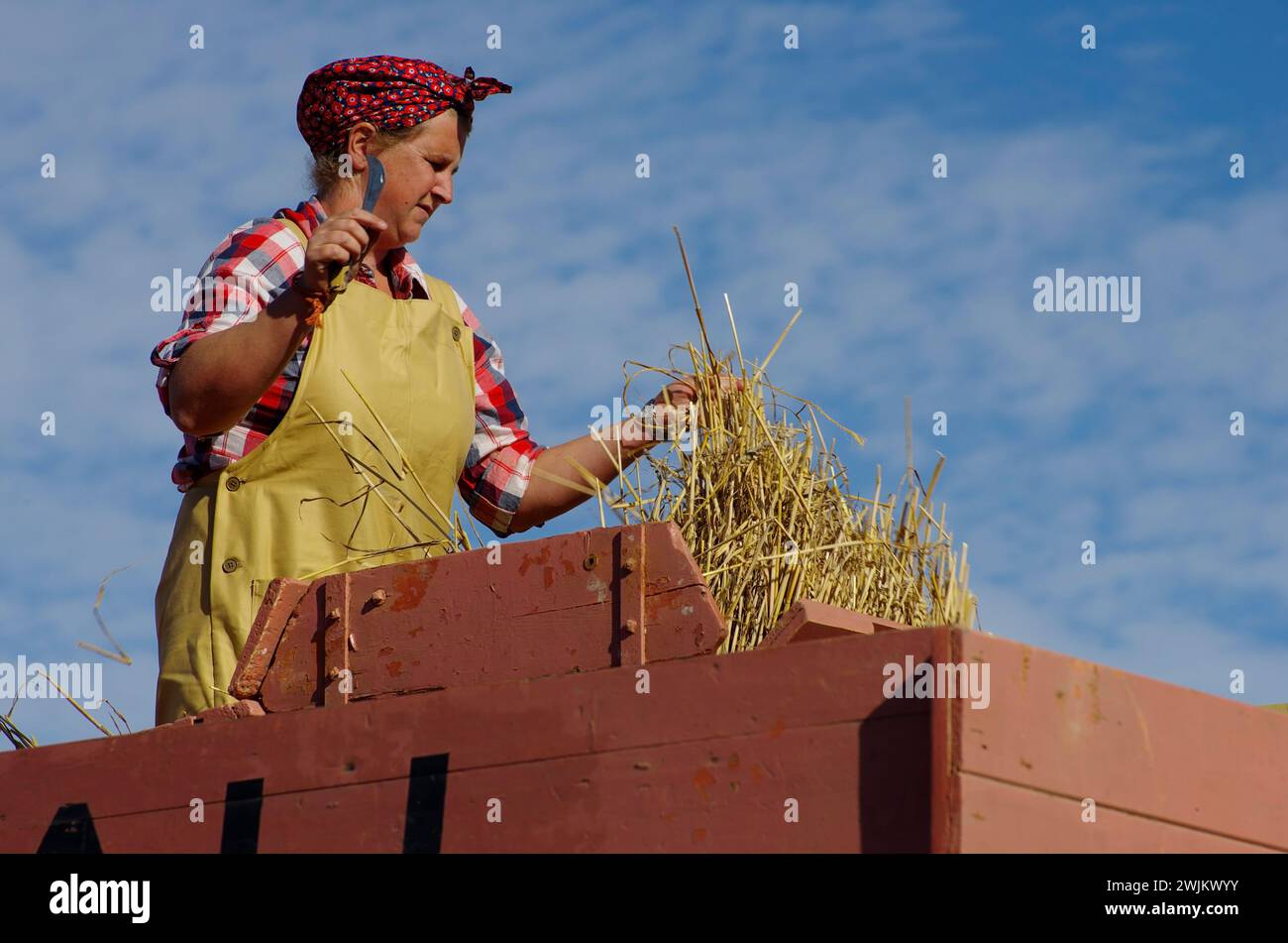 Vintage, battage, démonstration, St George, Conwy, pays de Galles du Nord, Royaume-Uni. Banque D'Images