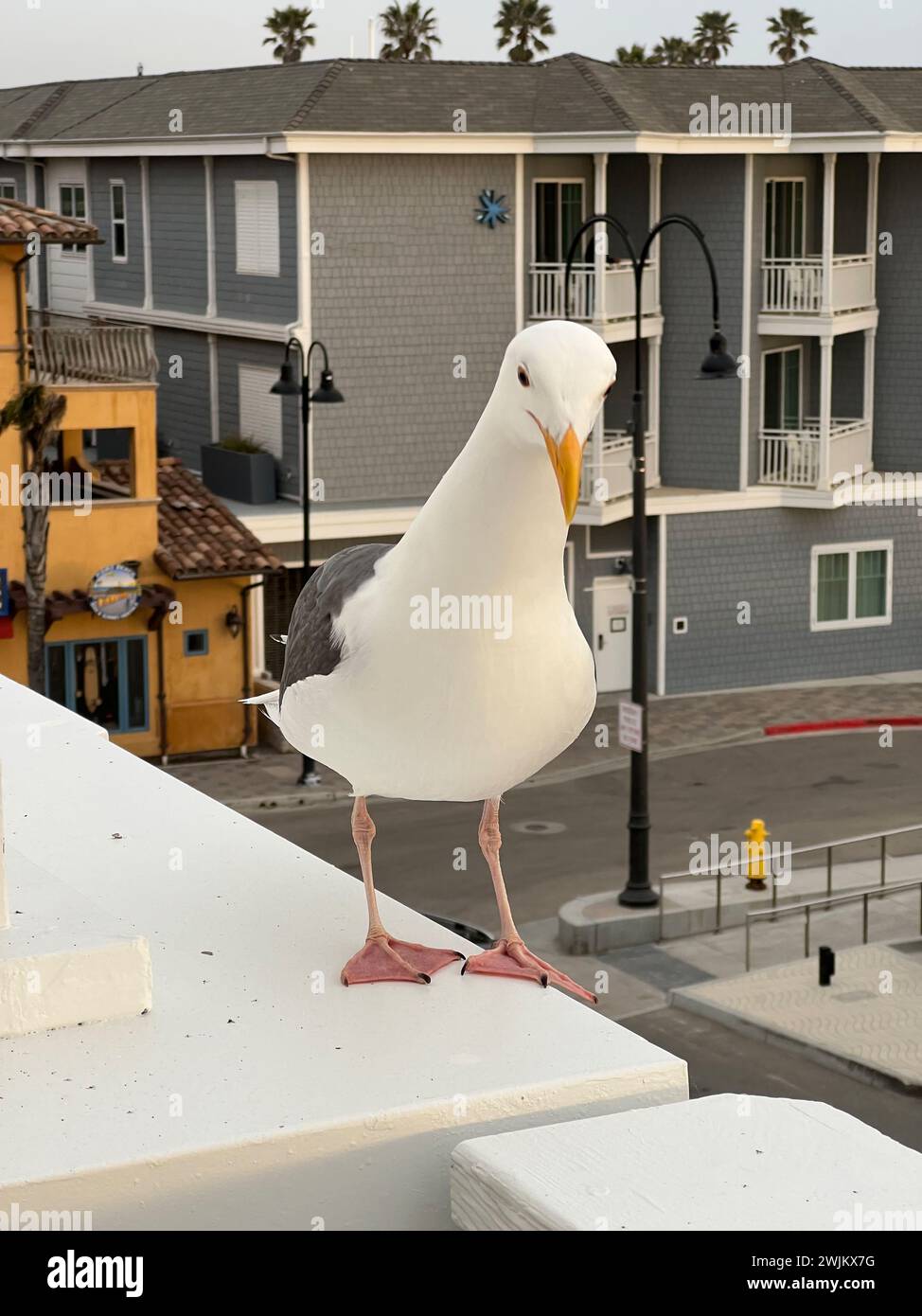 Oiseau côté mer vous regardant sur le balcon Banque D'Images