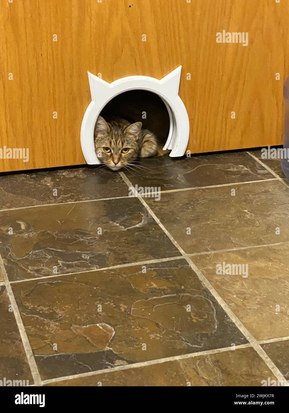 Chat marron qui colle la tête hors de la porte du chat Banque D'Images