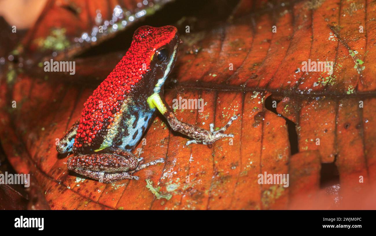 Grenouille tropicale, forêt tropicale, bassin de la rivière Napo, Amazonie, Equateur, Amérique Banque D'Images