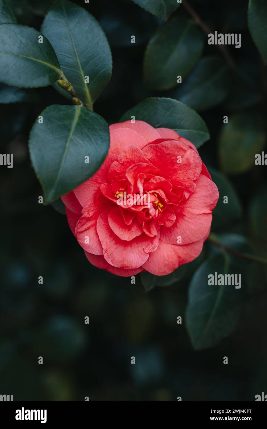 Belle fleur rose Camellia dans un jardin. Mise au point sélective. Banque D'Images
