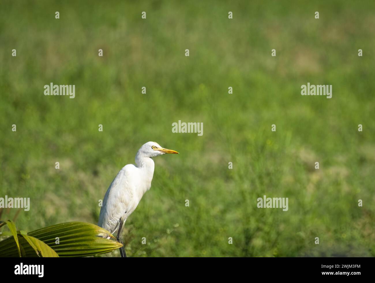 Petite aigrette blanche debout dans le champ vert. Goa, Inde. Petite aigrette blanche assise sur fond d'herbe verte. Photo de voyage, personne, focu sélectif Banque D'Images