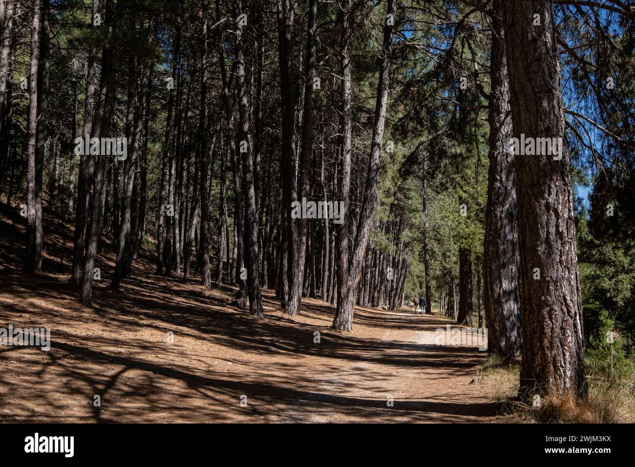 Couple marchant dans la forêt de pins, Parque Natural del Cañón del Río Lobos, Soria, Communauté autonome de Castille, Espagne, Europe Banque D'Images