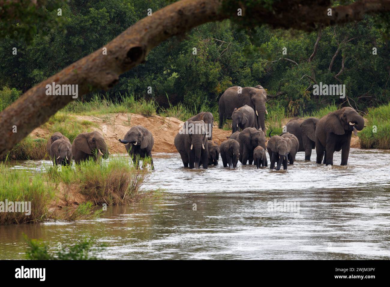 Troupeau d'éléphants traversant la rivière Sabie Kruger Park Afrique du Sud Banque D'Images