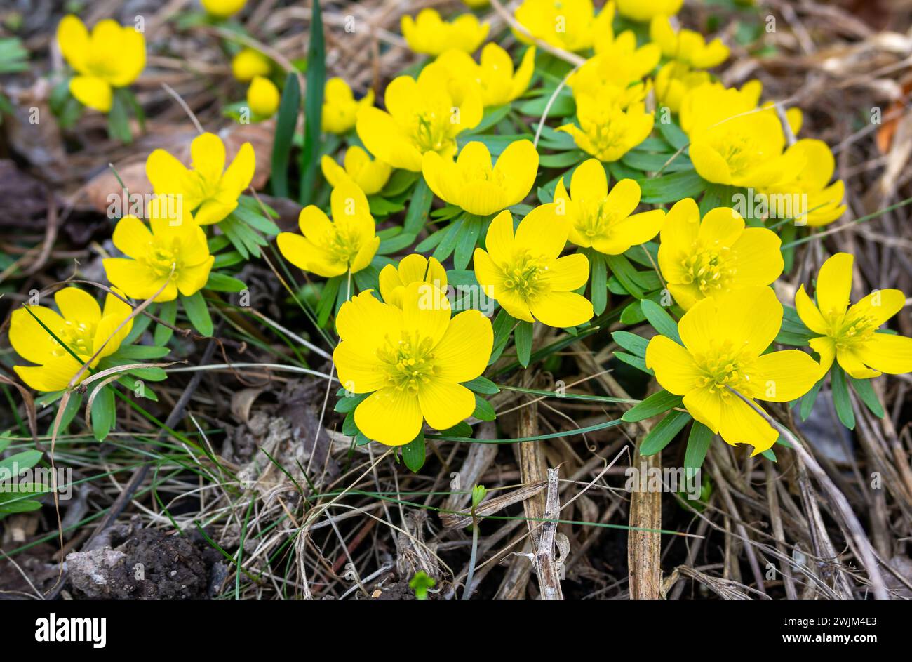 Fleurs jaunes d'aconites d'hiver dans le jardin Banque D'Images