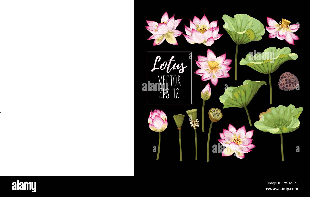 Ensemble de fleurs et de feuilles de lotus Illustration de Vecteur