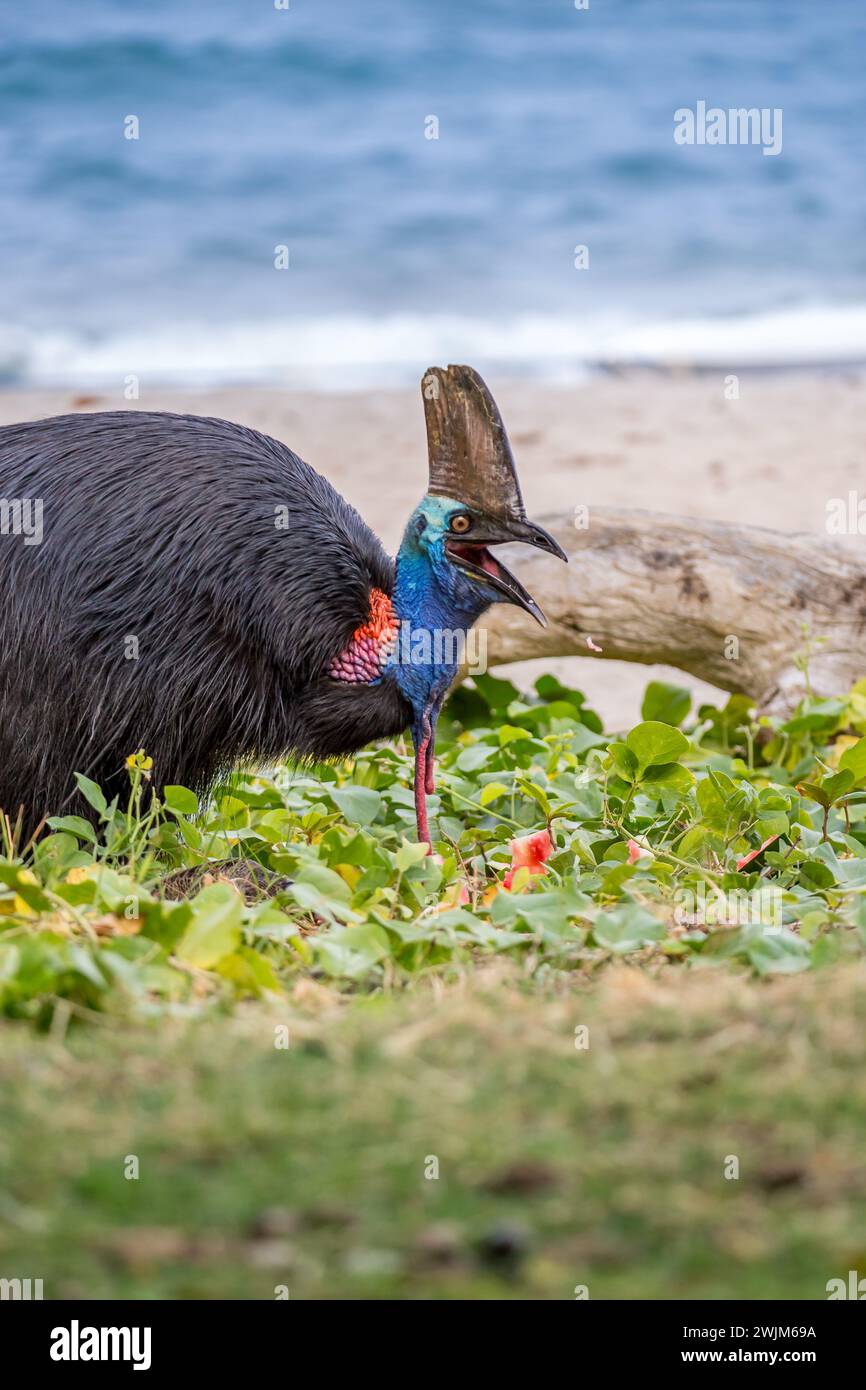 Southern Cassowary Eating Watermelon on the Beach of Etty Bay, Queensland, Australie. Banque D'Images