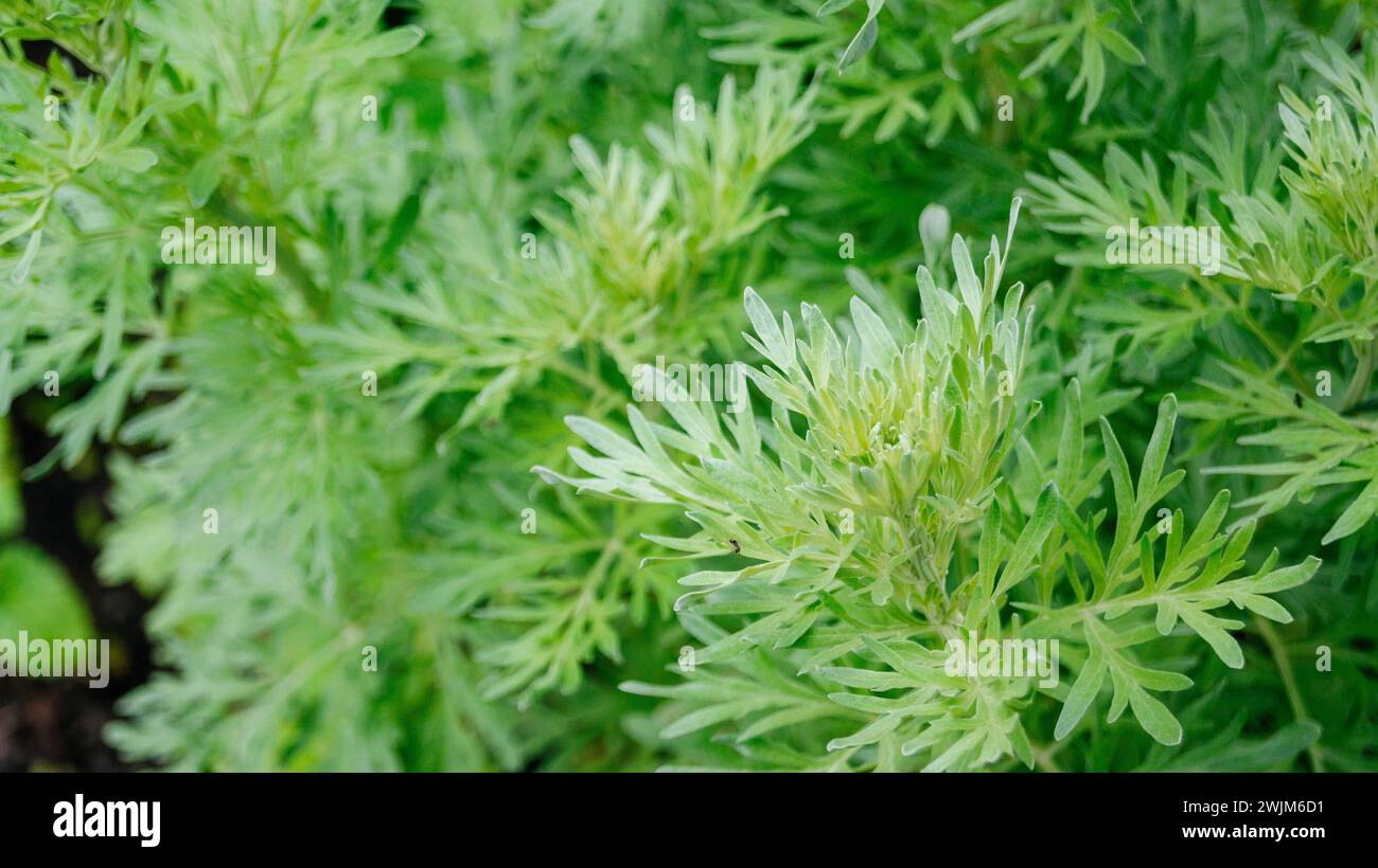 Fond argent-vert de feuilles d'absinthe. Les feuilles d'Wormwood de près. L'arrière-plan. Banque D'Images